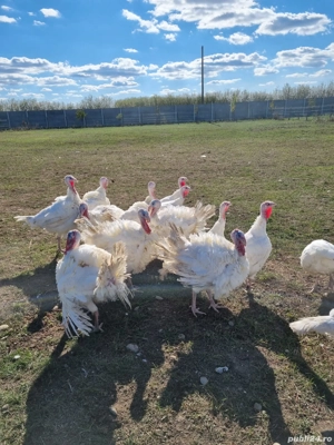 Vând Curcani - imagine 3 Vând Curcani - imagine 3