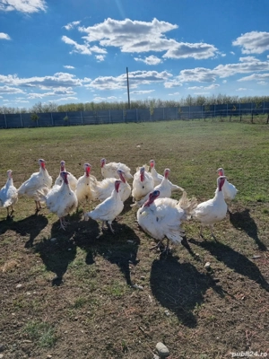 Vând Curcani - imagine 2 Vând Curcani - imagine 2