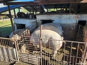 Porci de vanzare - imagine 4