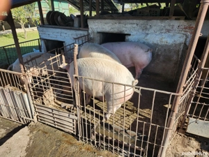 Porci de vanzare - imagine 2