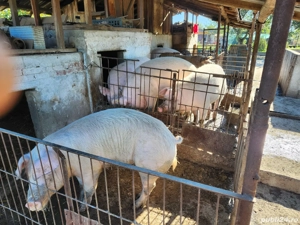 Porci de vanzare - imagine 3