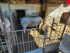 Porci de vanzare - imagine 5