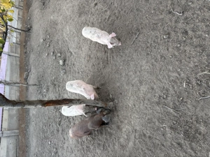 Vand purcei de carne  - imagine 2 Vand purcei de carne  - imagine 2