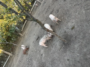 Vand purcei de carne  - imagine 4 Vand purcei de carne  - imagine 4