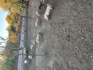 Vand purcei de carne  - imagine 3 Vand purcei de carne  - imagine 3