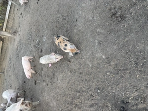 Vand purcei de carne  - imagine 5 Vand purcei de carne  - imagine 5