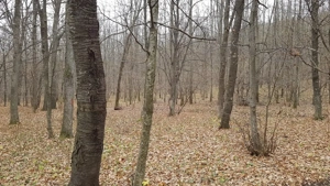 Padure frumoasa la Vaslui - Negresti, 9 hectare   - imagine 5