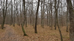 Padure frumoasa la Vaslui - Negresti, 9 hectare   - imagine 4