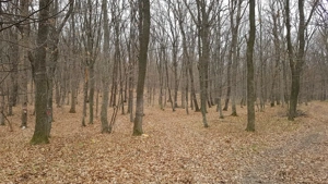 Padure frumoasa la Vaslui - Negresti, 9 hectare   - imagine 7