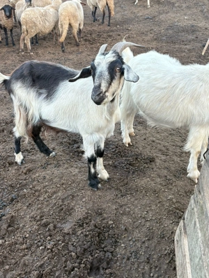 Vand oi și capre de vânzare!! - imagine 3