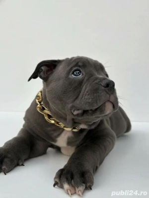 American Bully Pocket - imagine 4