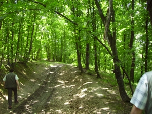 Padure frumoasa la Vaslui - Negresti, 9 hectare   - imagine 2