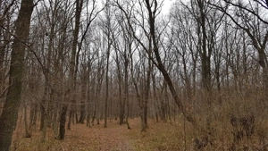 Padure frumoasa la Vaslui - Negresti, 9 hectare   - imagine 8