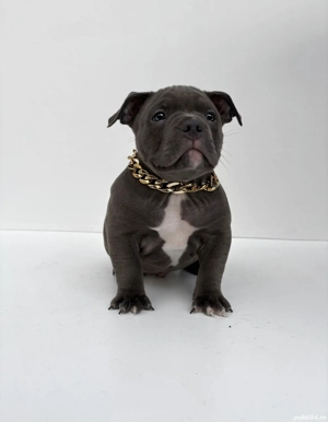 American Bully Pocket