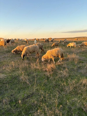 Vand oi și capre de vânzare!! - imagine 2