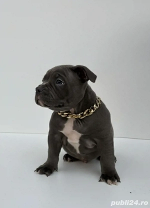 American Bully Pocket - imagine 3