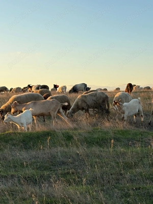 Turma oi și capre de vânzare!!
