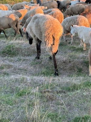 Vand oi și capre de vânzare!! - imagine 4