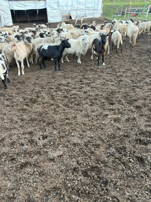 Vand oi și capre de vânzare!! - imagine 5