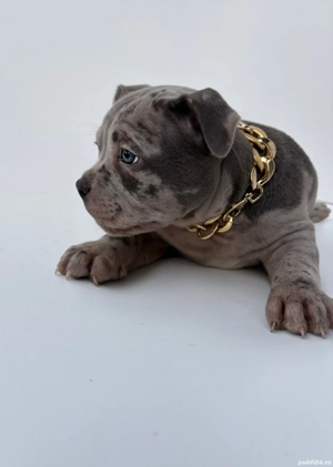 American Bully Pocket  - imagine 3