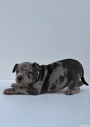 American Bully