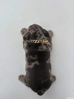 American Bully Pocket  - imagine 4