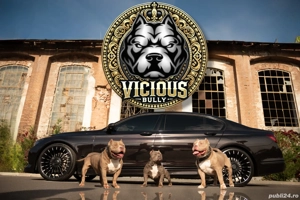 American Bully Pocket - imagine 5