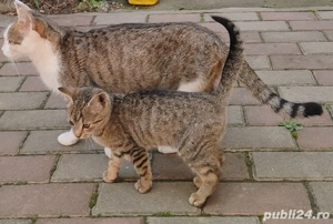 Donez un pui de pisica 