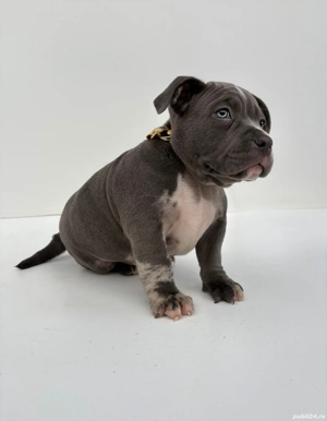 American Bully 