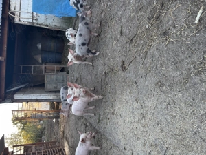 Purcei de vânzare  - imagine 3