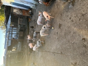 Purcei de vânzare  - imagine 2