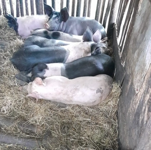 5 purcei de 6 luni, crescuti la curte in Sincai-Fanate, Mures - imagine 2