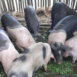 5 purcei de 6 luni, crescuti la curte in Sincai-Fanate, Mures - imagine 5