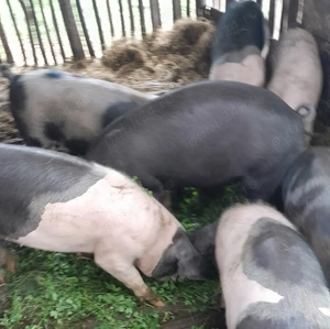 5 purcei de 6 luni, crescuti la curte in Sincai-Fanate, Mures - imagine 3