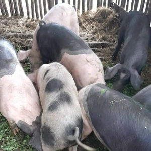 5 purcei de 6 luni, crescuti la curte in Sincai-Fanate, Mures - imagine 4