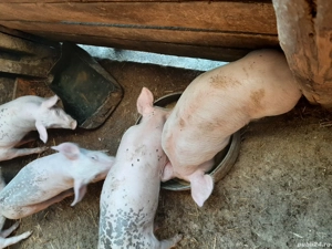 vând purcei - imagine 3