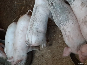 vând purcei - imagine 2