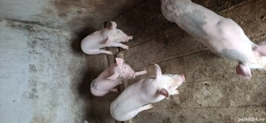 Purcei de vânzare  - imagine 4 Purcei de vânzare  - imagine 4