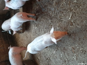 vând purcei - imagine 4