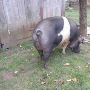 Scroafă de 260kg, in judetul Mures - imagine 2 Scroafă de 260kg, in judetul Mures - imagine 2