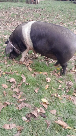 Scroafă de 260kg, in judetul Mures - imagine 5 Scroafă de 260kg, in judetul Mures - imagine 5