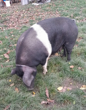 Scroafă de 260kg, in judetul Mures
