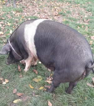 Scroafă de 260kg, in judetul Mures - imagine 3 Scroafă de 260kg, in judetul Mures - imagine 3