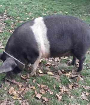 Scroafă de 260kg, in judetul Mures - imagine 4 Scroafă de 260kg, in judetul Mures - imagine 4