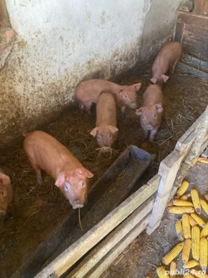 Vand Purcei Duroc - imagine 4 Vand Purcei Duroc - imagine 4