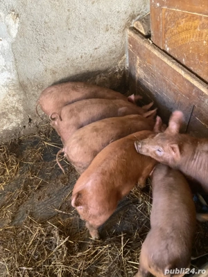 Vand Purcei Duroc - imagine 3 Vand Purcei Duroc - imagine 3