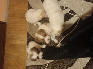 Cățeluși havanez detalii la tel