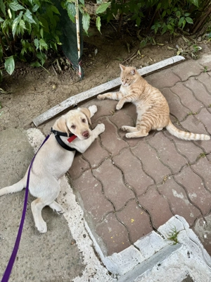 Fetița labrador retriever