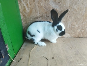 vand schimbi cu porumbei