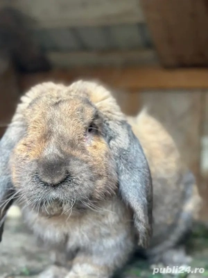 vand schimbi cu porumbei  - imagine 2